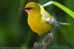 Warbler - 
